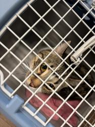 Shelter Stray Male Cat last seen Near Crew St. SW, Atlanta, GA, 1251 Fulton Industrial Blvd NW, Atlanta, GA 30336, USA