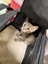 Shelter Stray Male Cat last seen Near Crew St. SW, Atlanta, GA, 1251 Fulton Industrial Blvd NW, Atlanta, GA 30336, USA