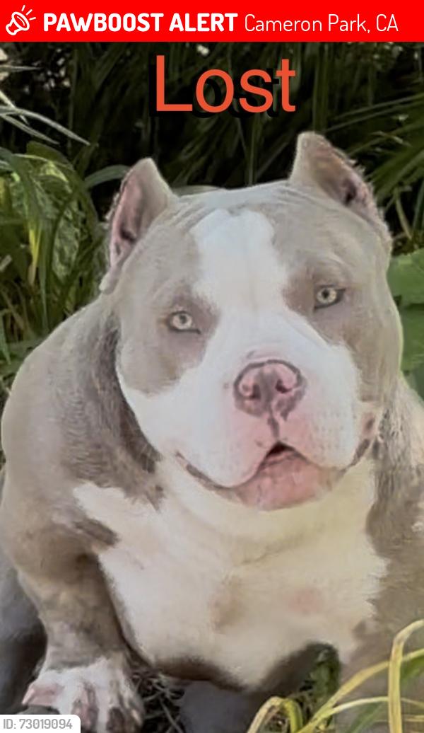 Lost Male Dog last seen Covello cir, Cameron Park, CA 95682