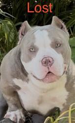 Lost Male Dog last seen Covello cir, Cameron Park, CA 95682