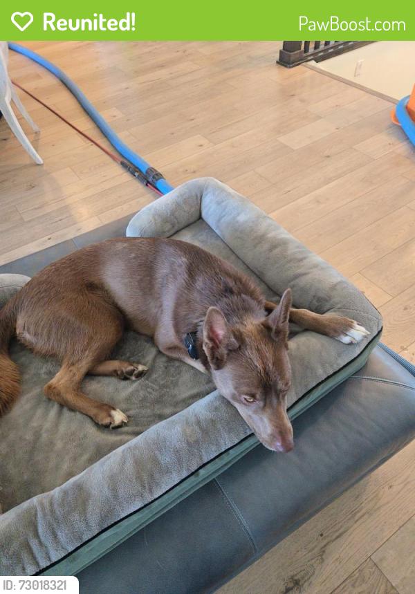 Reunited Male Dog last seen S forth street near Draper elementary, Draper, UT 84020
