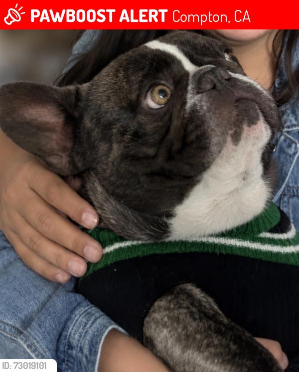 Lost Male Dog last seen 136th St. and Central Ave., Compton, CA 90222