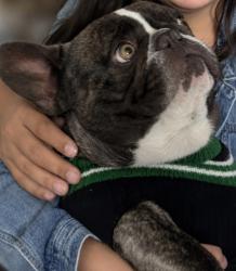 Lost Male Dog last seen 136th St. and Central Ave., Compton, CA 90222