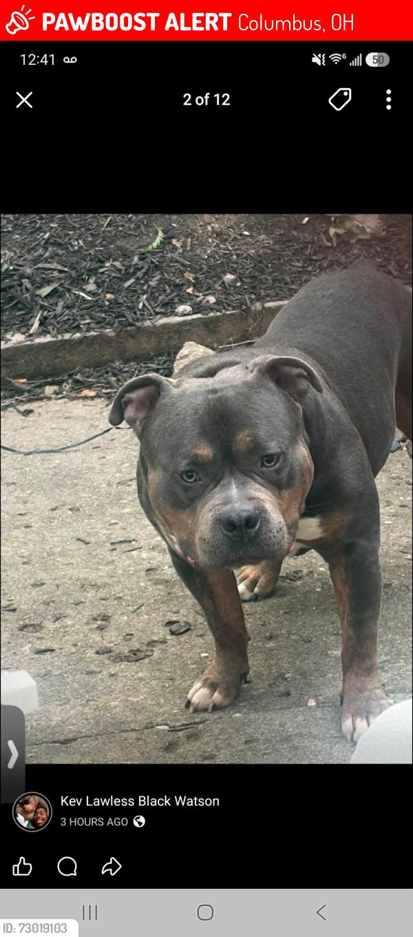 Lost Male Dog last seen Taylor and Mt. Vernon, Columbus, OH 43203