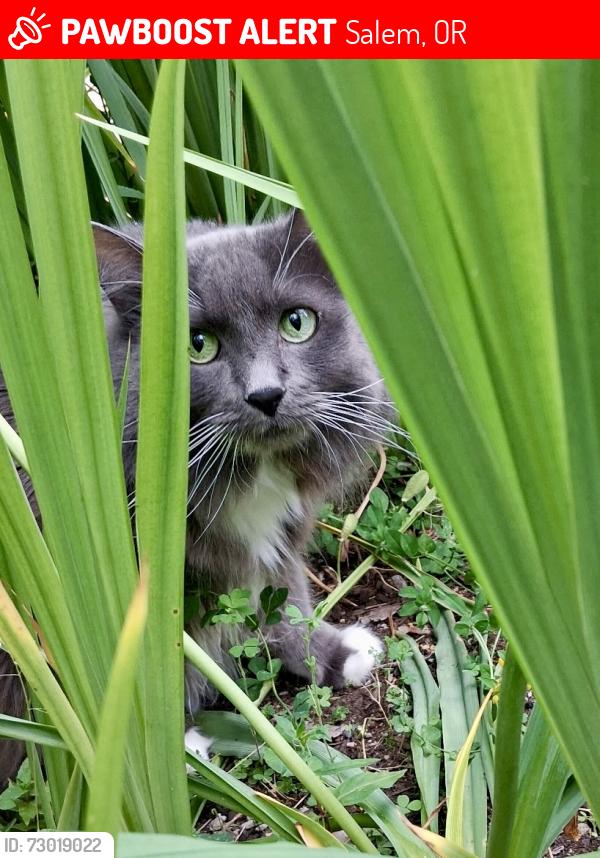 Lost Female Cat last seen Parking lot close to the roses and playground , Salem, OR 97302