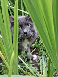Lost Female Cat last seen Parking lot close to the roses and playground , Salem, OR 97302