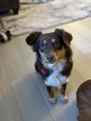 Lost Female Dog last seen 13th and east springhill drive, Terre haute, indiana, Honey Creek Township, IN 47802