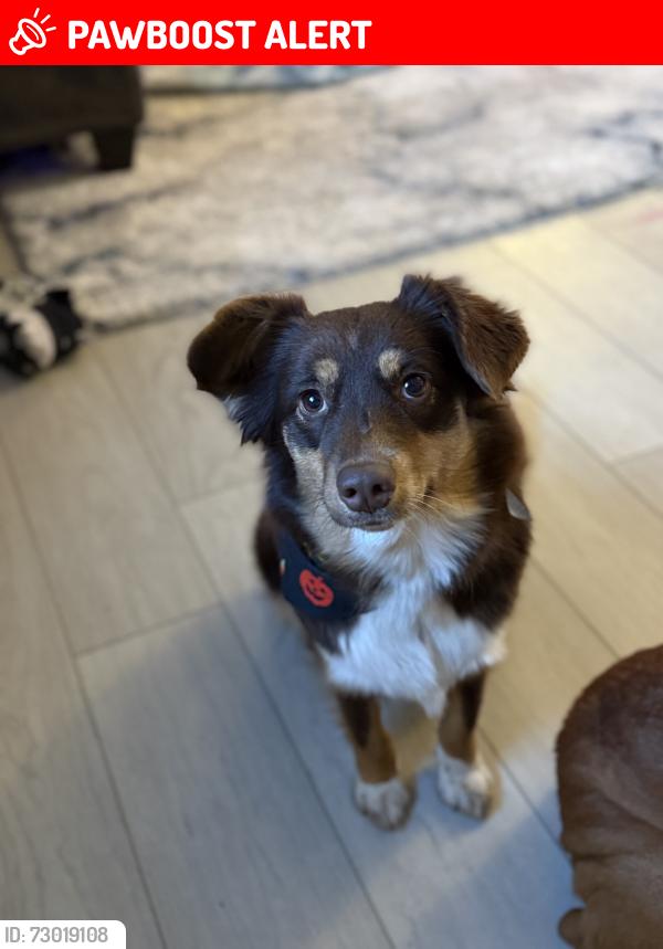 Lost Female Dog last seen 13th and east springhill drive, Terre haute, indiana, Honey Creek Township, IN 47802