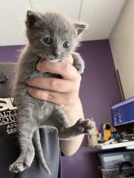 Shelter Stray Male Cat last seen Near W 1355 S, SALT LAKE CITY, UT, 84104, 511 W 3900 S, Salt Lake City, UT 84123, USA