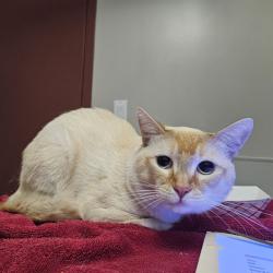Shelter Stray Male Cat last seen Near Hegenberger Road, OAKLAND, CA, 94621, 8323 Baldwin St, Oakland, CA 94621, USA