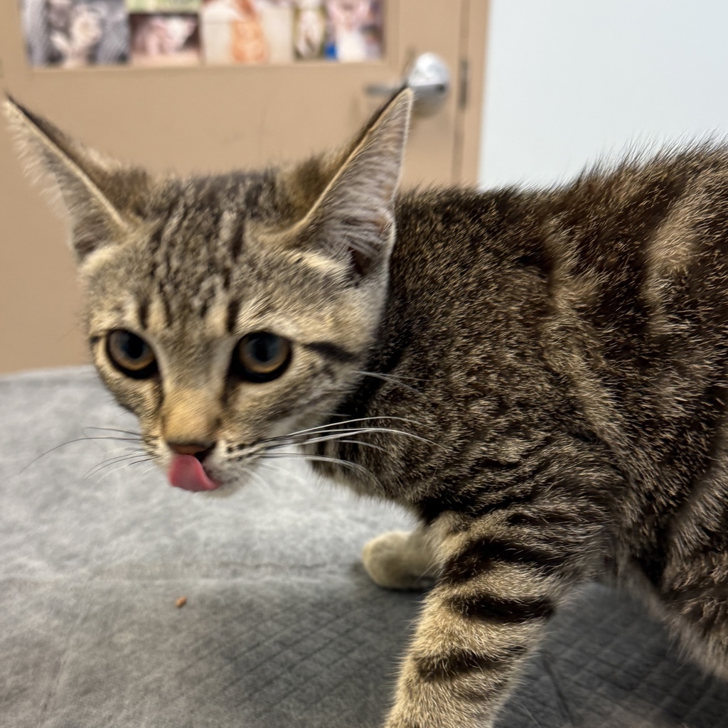 Shelter Stray Female Cat last seen Near Sunset Avenue, San Diego, CA, 92154, 5500 Gaines St, San Diego, CA 92110, USA