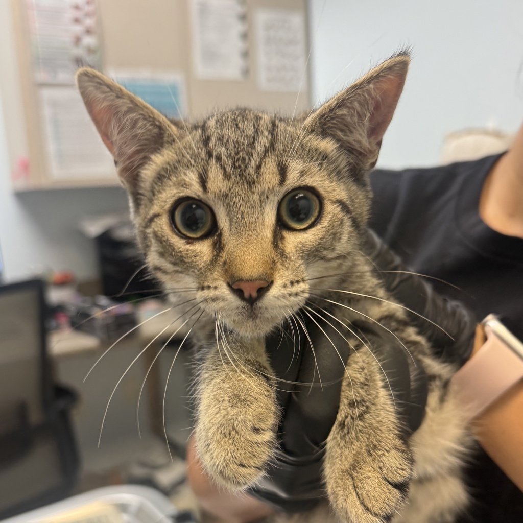 Shelter Stray Male Cat last seen Near Sunset Avenue, San Diego, CA, 92154, 5500 Gaines St, San Diego, CA 92110, USA