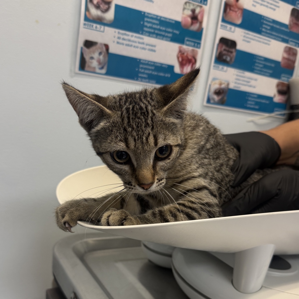 Shelter Stray Female Cat last seen Near Sunset Avenue, San Diego, CA, 92154, 5500 Gaines St, San Diego, CA 92110, USA