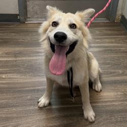 Shelter Stray Male Dog last seen Near Taylor Street, San Diego, CA, 92110, 5500 Gaines St, San Diego, CA 92110, USA