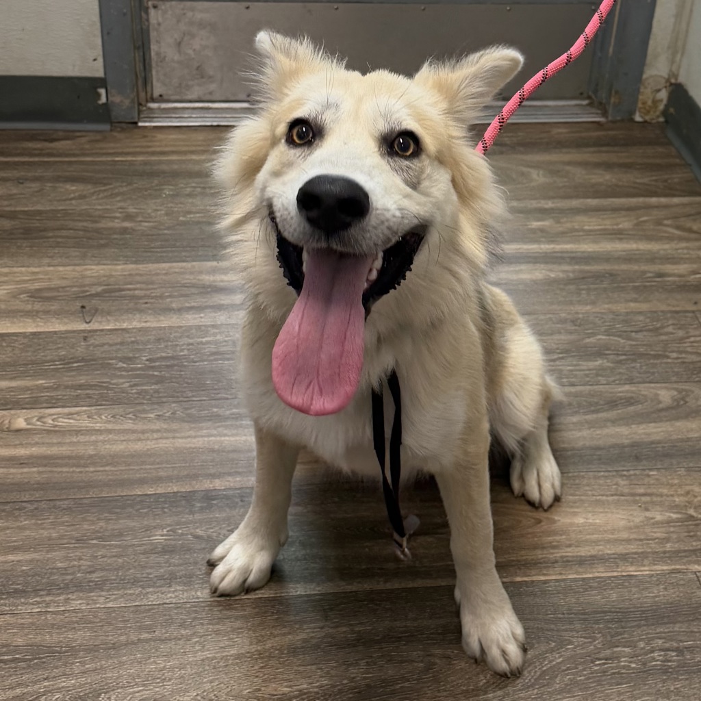 Shelter Stray Male Dog last seen Near Taylor Street, San Diego, CA, 92110, 5500 Gaines St, San Diego, CA 92110, USA