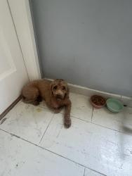 Reunited Female Dog last seen King, Los Angeles, CA 90008