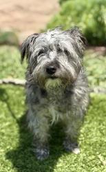 Found/Stray Male Dog last seen Near block of W 148th Place, Hawthorne, CA 90250