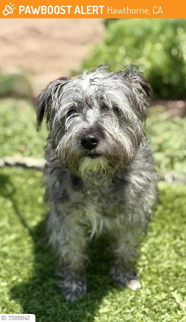 Found/Stray Male Dog last seen Near block of W 148th Place, Hawthorne, CA 90250
