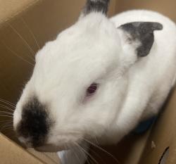 Shelter Stray Female Rabbit last seen Near Oak Creek Road, El Cajon, CA, 92021, El Cajon, CA 92020, USA
