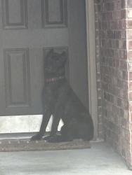 Found/Stray Unknown Dog last seen Stagewood, Harris County, TX 77338
