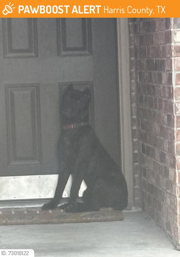 Found/Stray Unknown Dog last seen Stagewood, Harris County, TX 77338