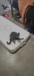 Lost Female Cat last seen North 8th avenue, Paragould, AR 72450
