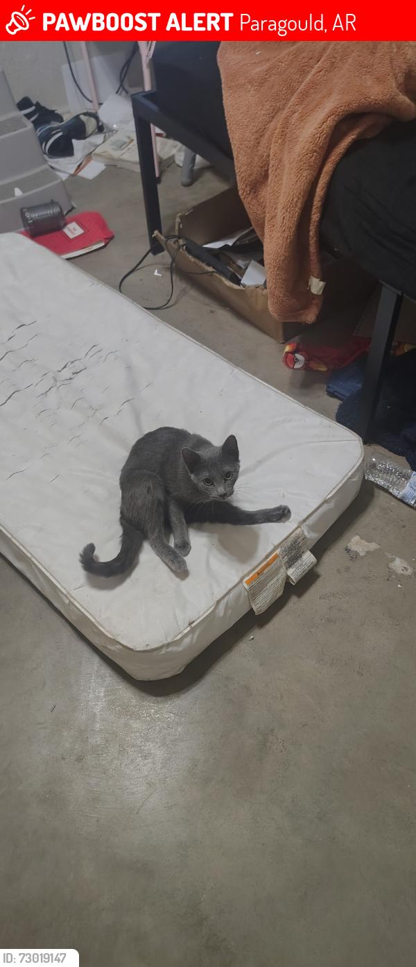 Lost Female Cat last seen North 8th avenue, Paragould, AR 72450