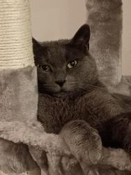 Lost Male Cat last seen Soccer Fields, Seattle, WA 98112