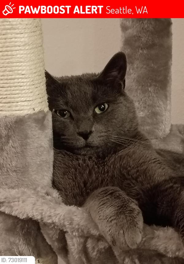 Lost Male Cat last seen Soccer Fields, Seattle, WA 98112