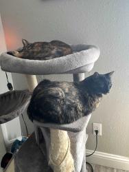 Lost Female Cat last seen Huffaker park, Reno, NV 89502