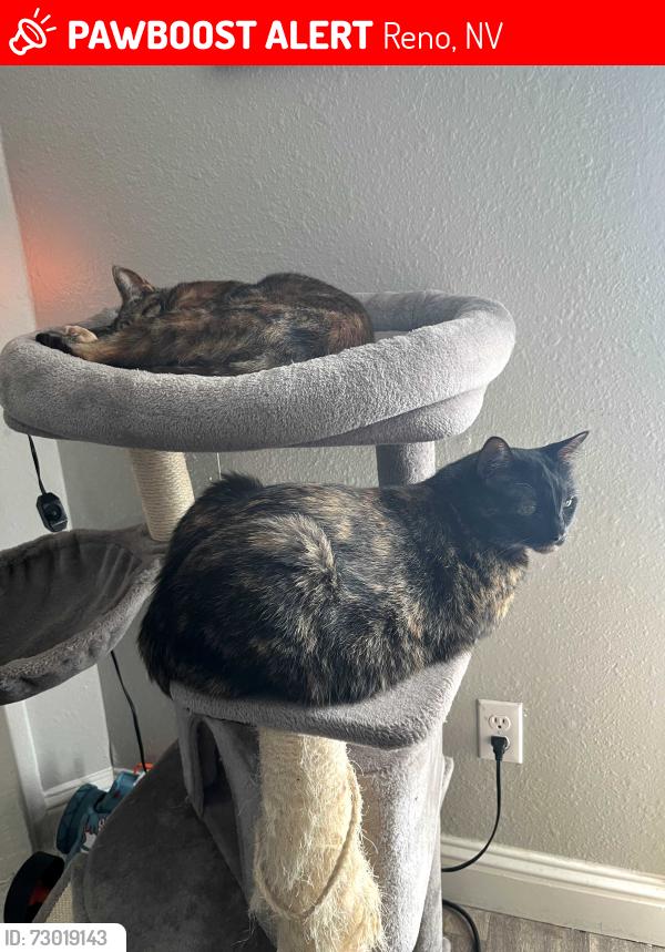 Lost Female Cat last seen Huffaker park, Reno, NV 89502
