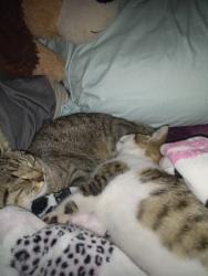 Lost Male Cat last seen Palmer san Juan and cassett , Jacksonville, FL 32210