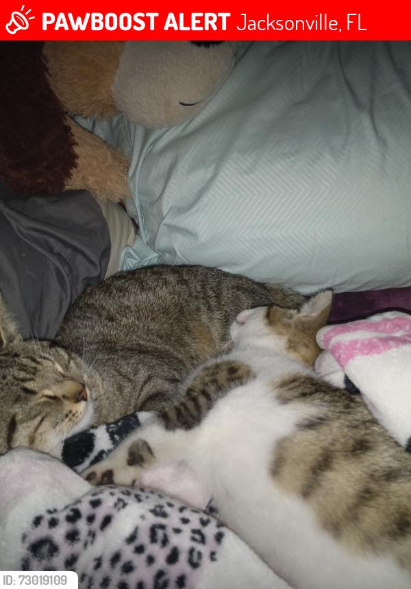 Lost Male Cat last seen Palmer san Juan and cassett , Jacksonville, FL 32210