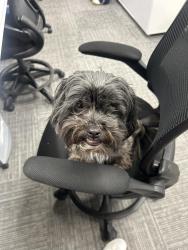 Lost Male Dog last seen Near Sedalia st , Commerce City, CO 80022