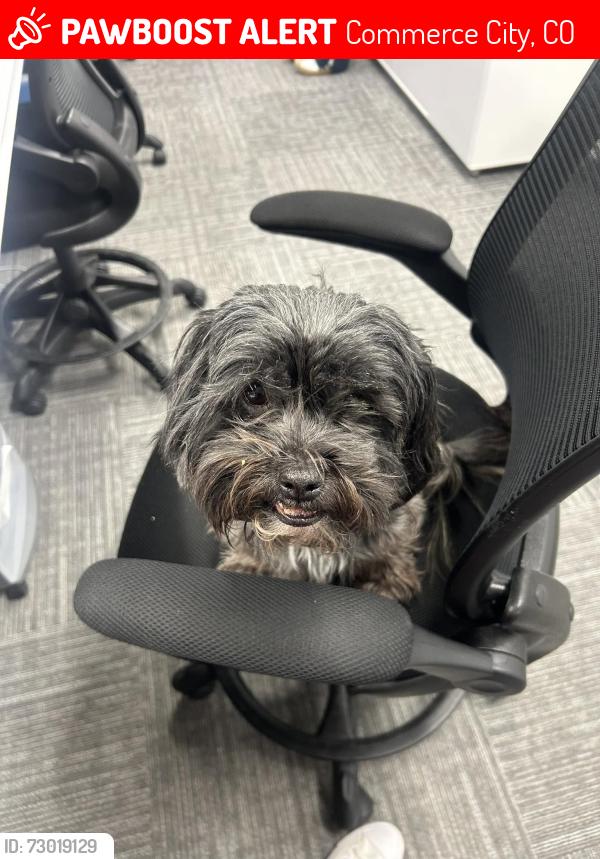 Lost Male Dog last seen Near Sedalia st , Commerce City, CO 80022