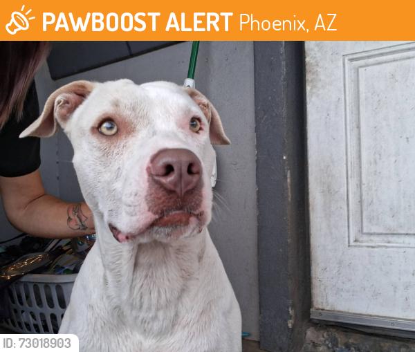 Found/Stray Male Dog last seen 36nd Street and McDowell, Phoenix, AZ 85008