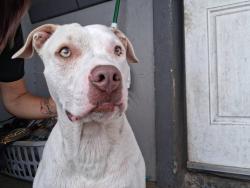 Found/Stray Male Dog last seen 36nd Street and McDowell, Phoenix, AZ 85008
