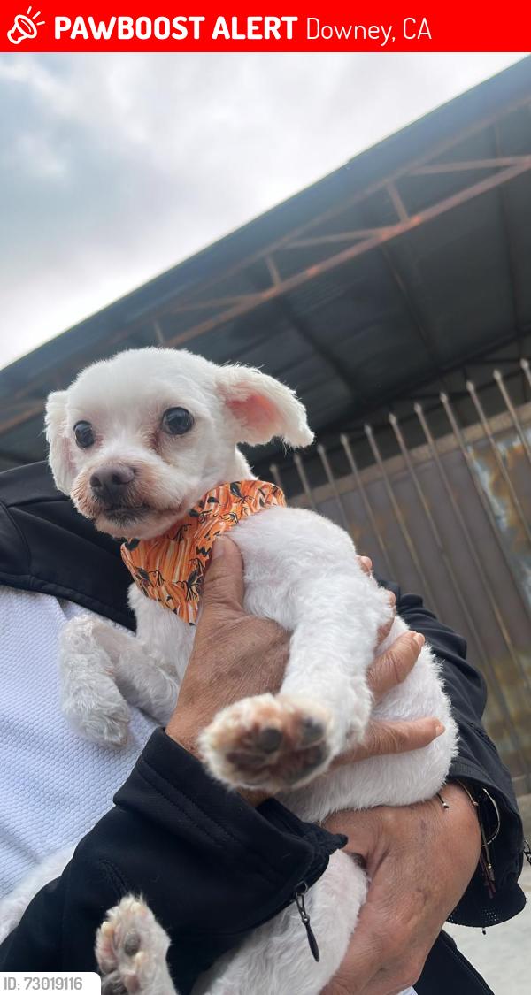 Lost Male Dog last seen Near Gardendale St , Downey, CA 90242