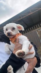 Lost Male Dog last seen Near Gardendale St , Downey, CA 90242