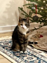 Lost Female Cat last seen Steeple Run and Mill Race Drive, Quakertown, PA 18951