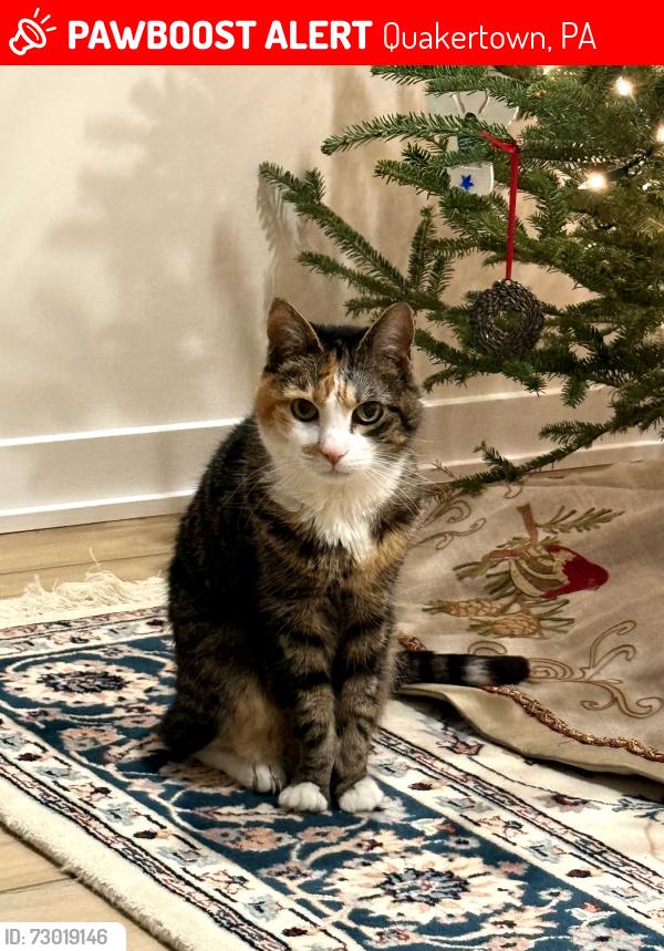 Lost Female Cat last seen Steeple Run and Mill Race Drive, Quakertown, PA 18951