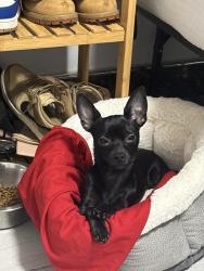 Lost Female Dog last seen Castle hill Avenue between blackrock Avenue and east 177 street, The Bronx, NY 10472