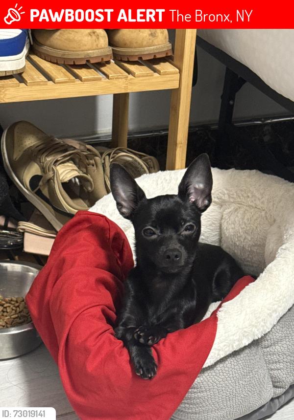 Lost Female Dog last seen Castle hill Avenue between blackrock Avenue and east 177 street, The Bronx, NY 10472