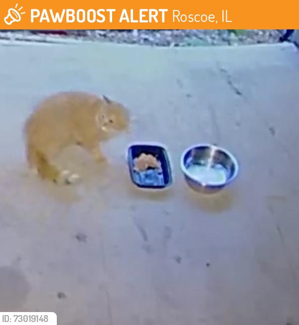 Found/Stray Unknown Cat last seen Ledges golf course, Roscoe, IL 61073