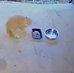 Found/Stray Unknown Cat last seen Ledges golf course, Roscoe, IL 61073