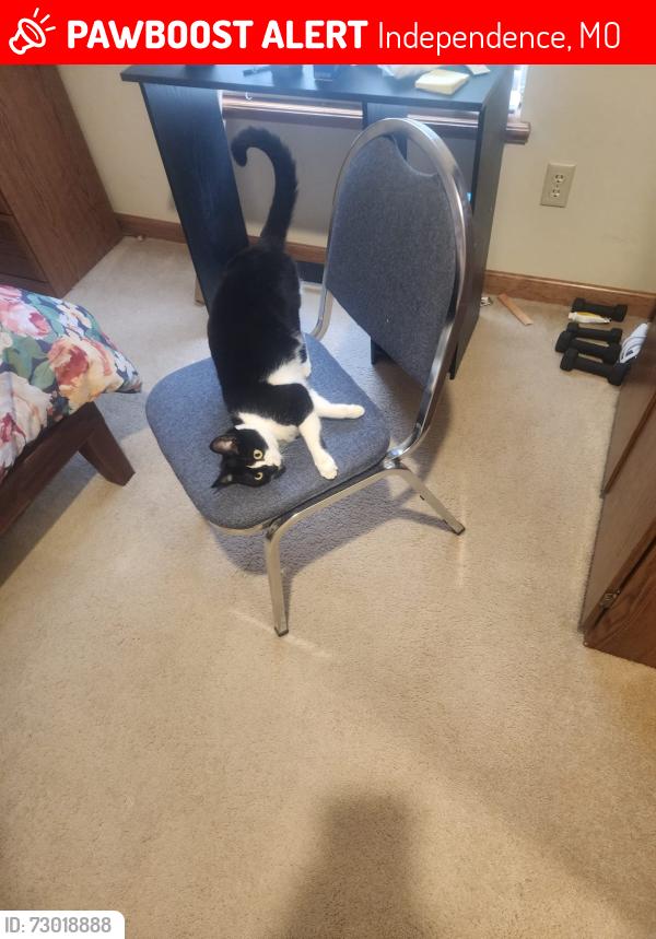 Lost Female Cat last seen lee's Summit rd and 49th St, Independence, MO 64055