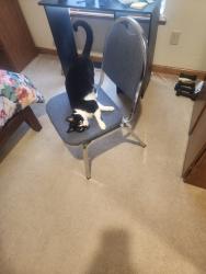 Lost Female Cat last seen lee's Summit rd and 49th St, Independence, MO 64055