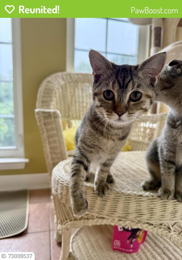 Reunited Female Cat last seen Harrison Blvd, Chesapeake Beach, MD 20732