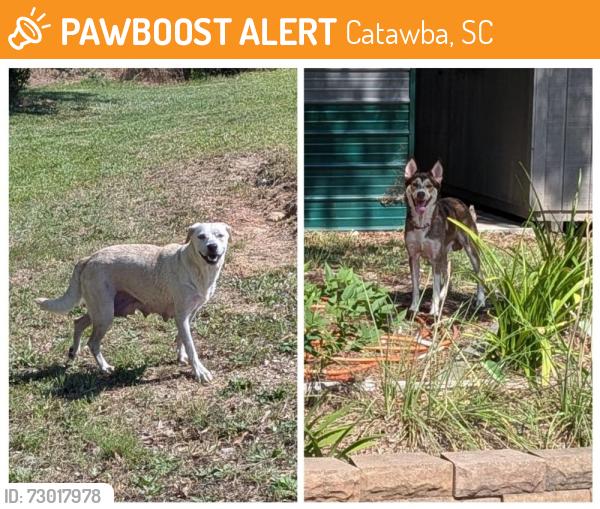 Found/Stray Unknown Dog last seen Anderson Road South and Preston Road, Catawba, SC 29704