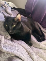 Lost Female Cat last seen Near Bristol pike , Andalusia, PA 19020